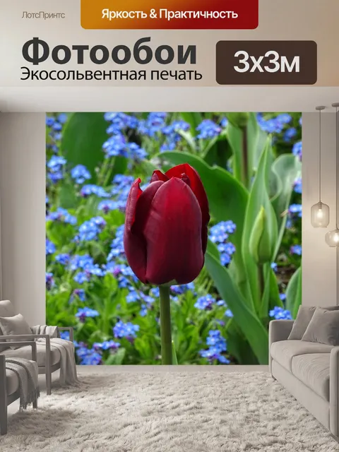 Фотообои Одинокий тюльпан
