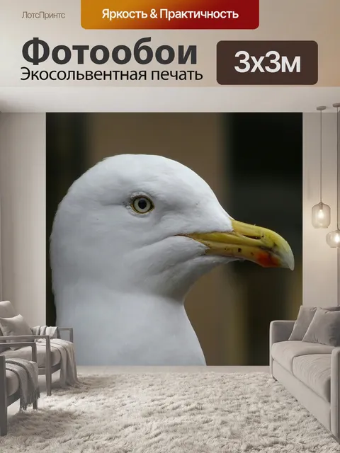 Фотообои Чайка Up Close