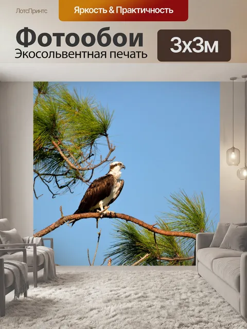 Фотообои Osprey в дикий