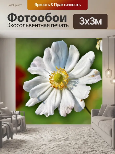 Фотообои Анемон
