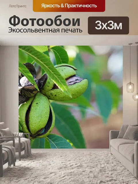 Фотообои орехи пекан в шелухе на дереве