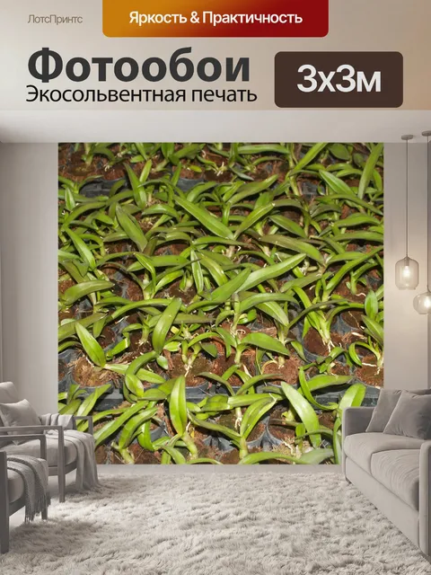 Фотообои Фото цветка орхидеи