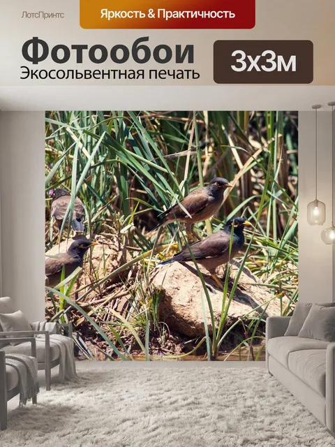 Фотообои Птицы
