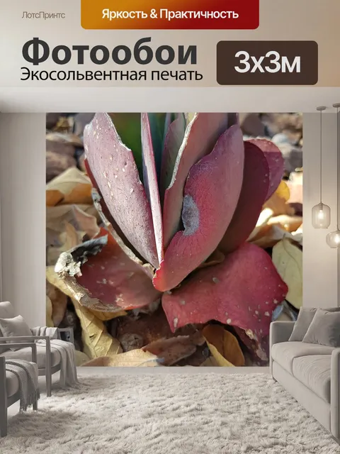 Фотообои Цветы