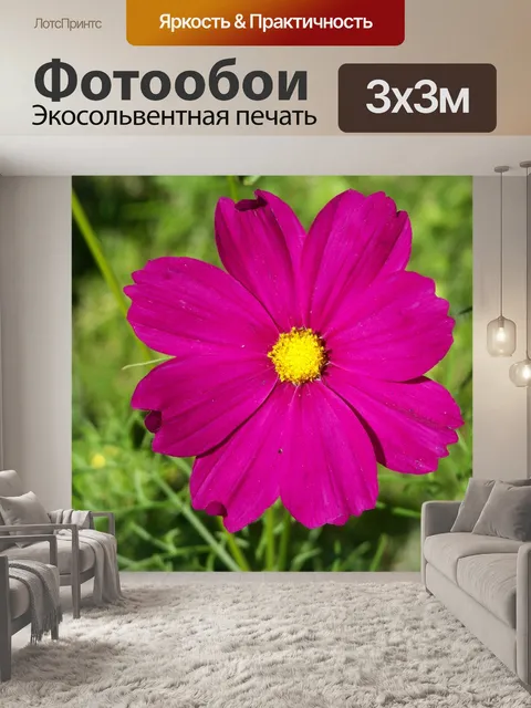 Фотообои Анемон