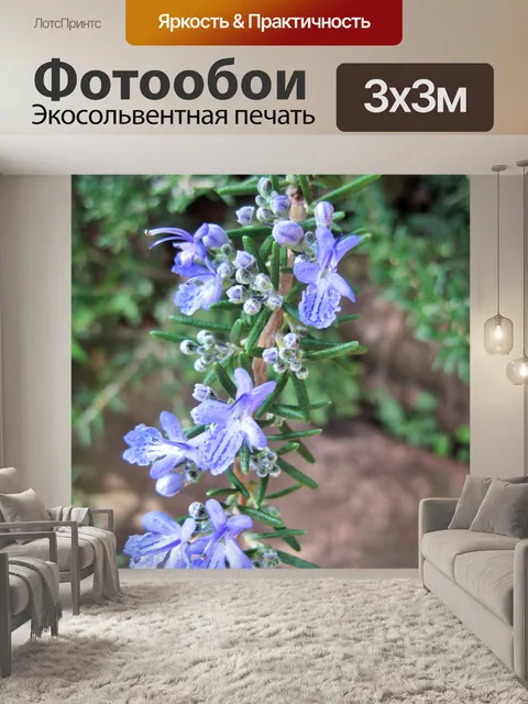 Фотообои голубые цветы розмарина