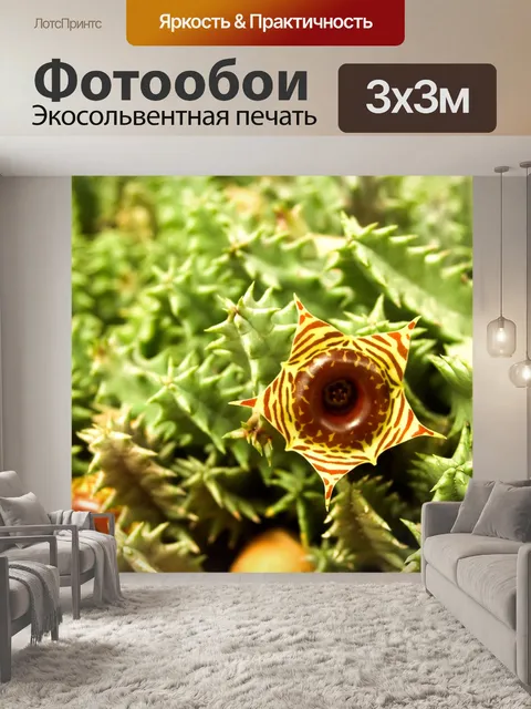 Фотообои Кактус пустынное растение
