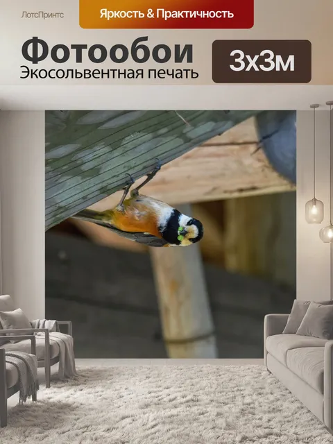 Фотообои Животное