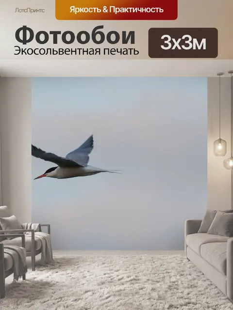Фотообои Полярная крачка