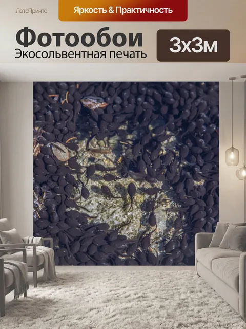Фотообои Лягушки-головастики в пруду