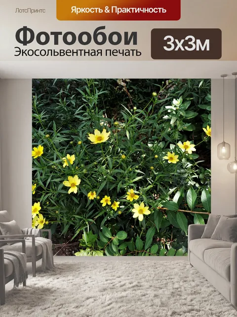 Фотообои Желтые цветы кореопсиса в саду