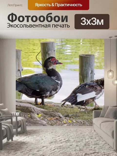 Фотообои Птицы