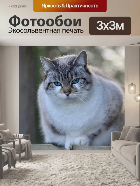 Фотообои Кошка