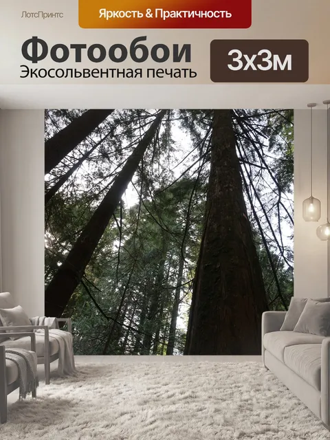 Фотообои Высокие деревья