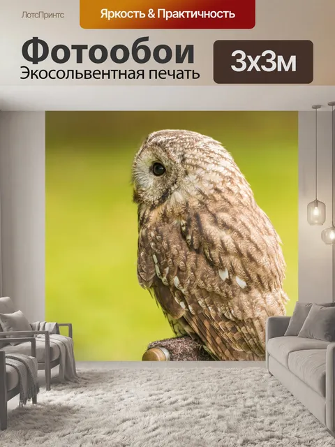 Фотообои Сова в неволе