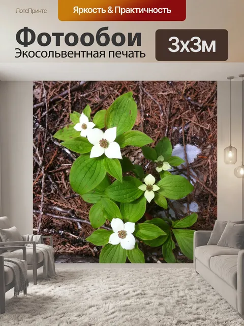 Фотообои Цветок