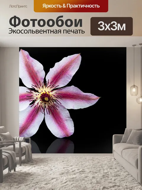 Фотообои Цветок, Клематис