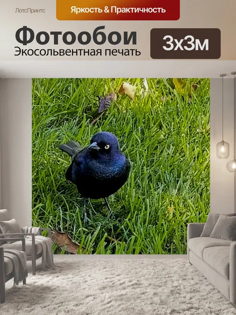 Фотообои Сердитая черная птица