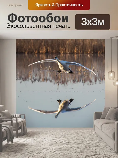 Фотообои Лебедь