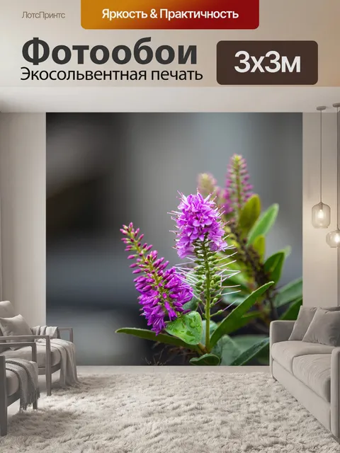 Фотообои Растение, Геба, розовые цветы