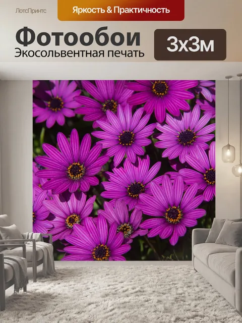 Фотообои Фиолетовый фон африканской ромашки