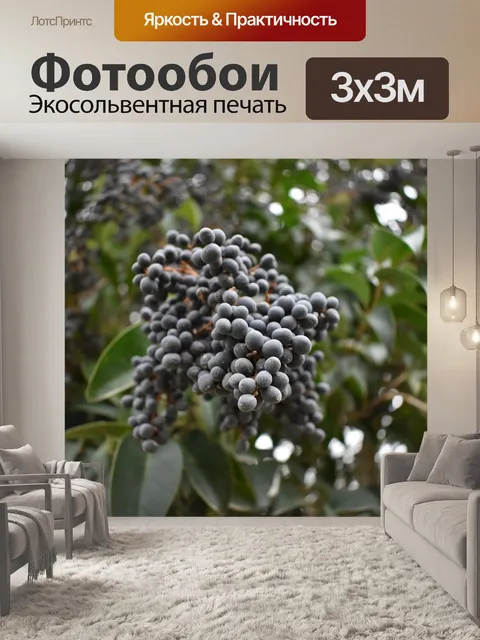 Фотообои Фрукты