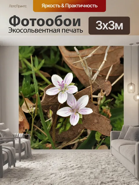 Фотообои Луговые журавли Полевые цветы