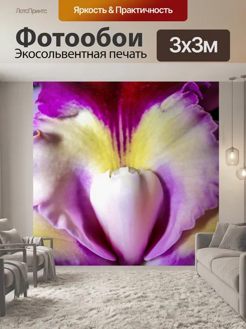 Фотообои Цветок орхидеи