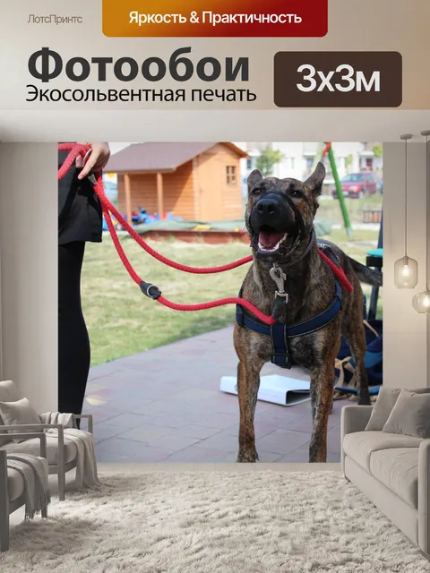 Фотообои Собака