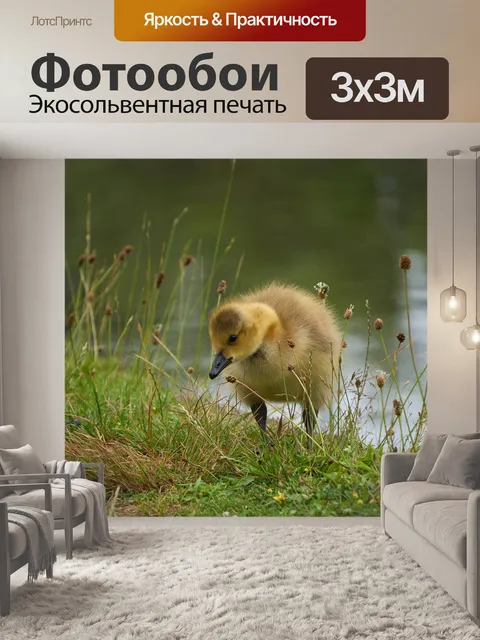 Фотообои Птица