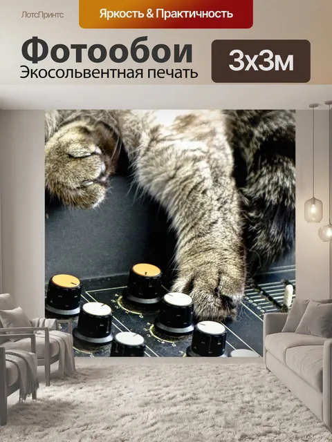 Фотообои Музыка Кот