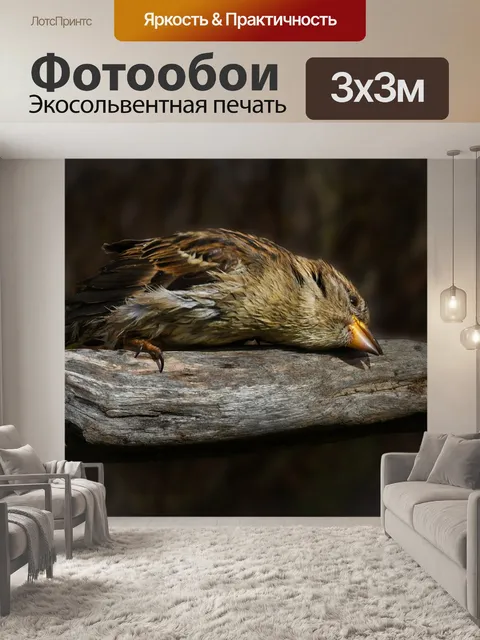 Фотообои Птица