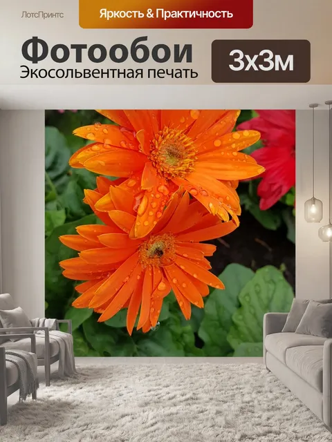 Фотообои Оранжевая маргаритка