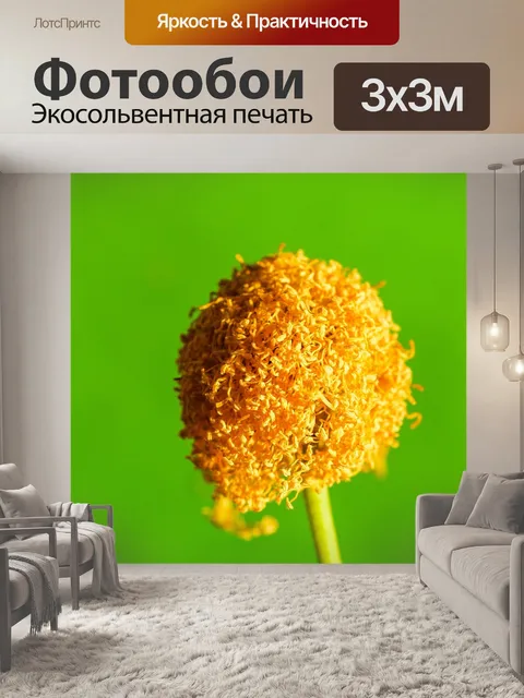 Фотообои Зеленое семя Белый цветок попинака