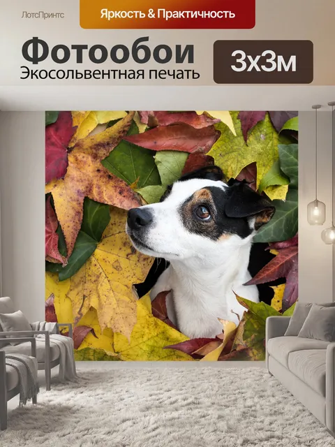 Фотообои Джек рассел терьер