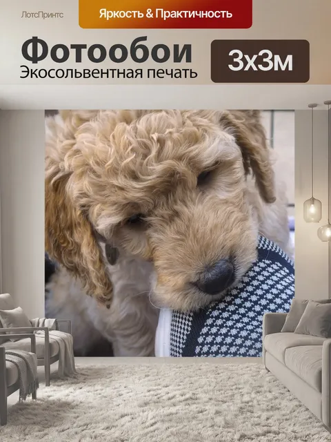 Фотообои Золотой Щенок Щенка