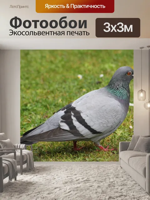 Фотообои Птица