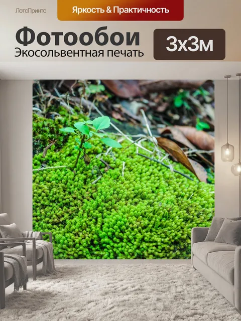 Фотообои Красивые папоротники зеленые листья