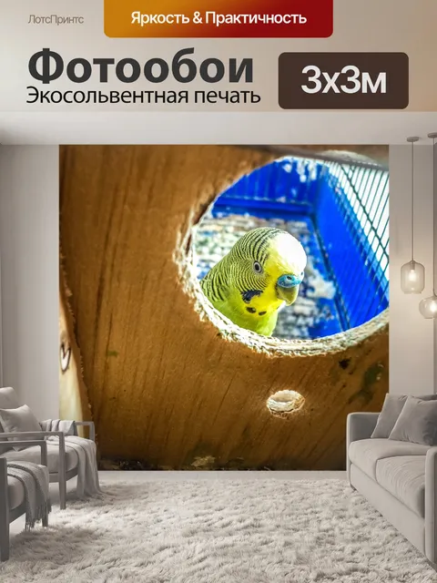 Фотообои Попугаи