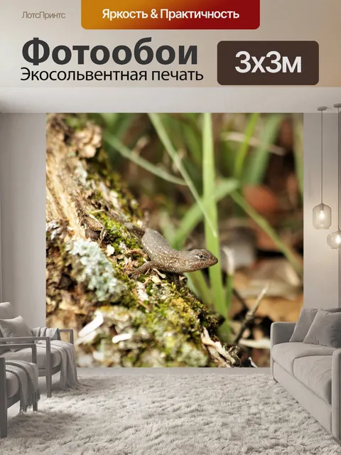 Фотообои Браун Анол Ящерица 2