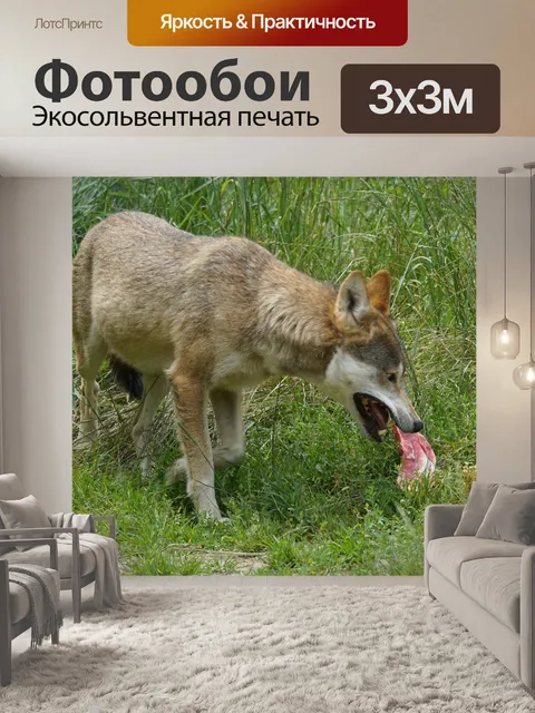 Фотообои Волк