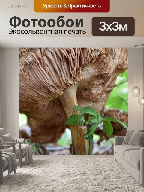Фотообои Лесные грибы