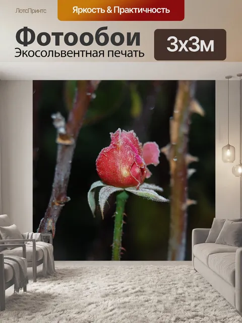 Фотообои Бутон розы