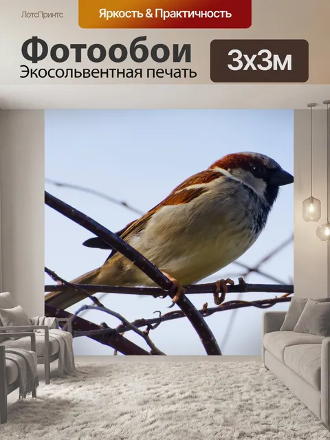 Фотообои Птица
