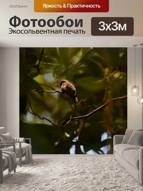 Фотообои Колибри