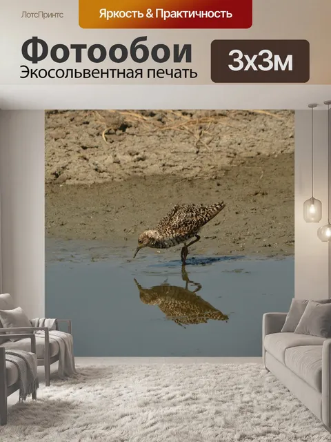 Фотообои Птица