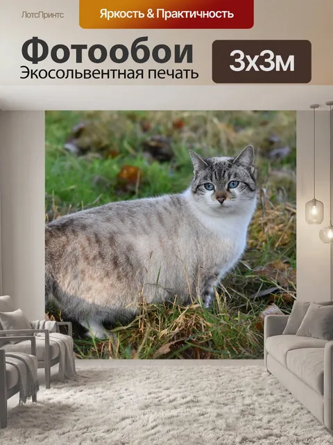 Фотообои Кошка