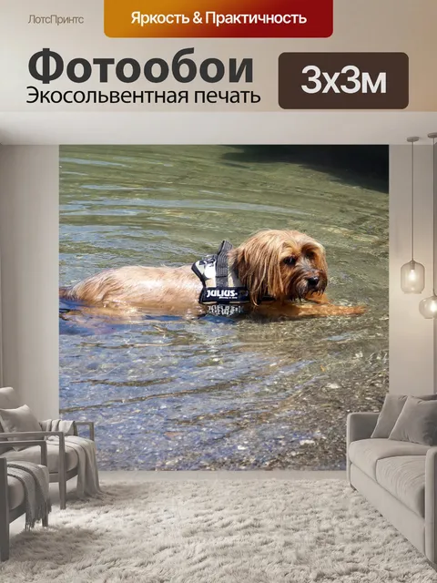 Фотообои Собака
