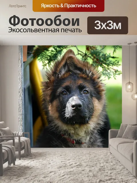 Фотообои Собака