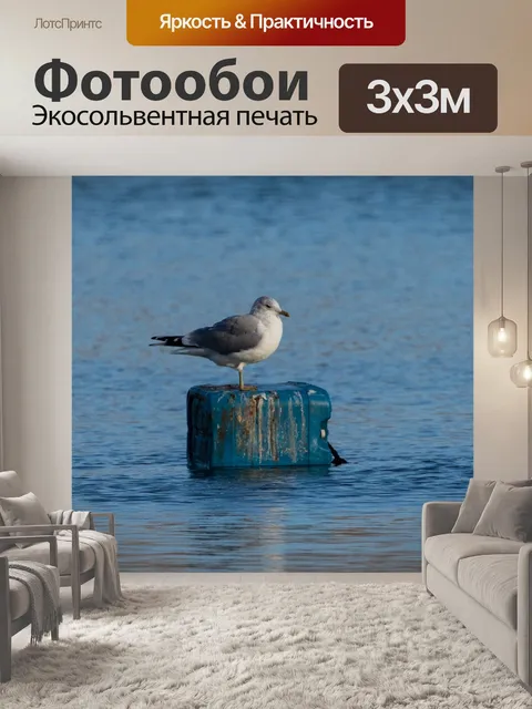 Фотообои Чайка